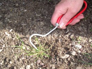 Image of a Wonder Weeder pulling grass.